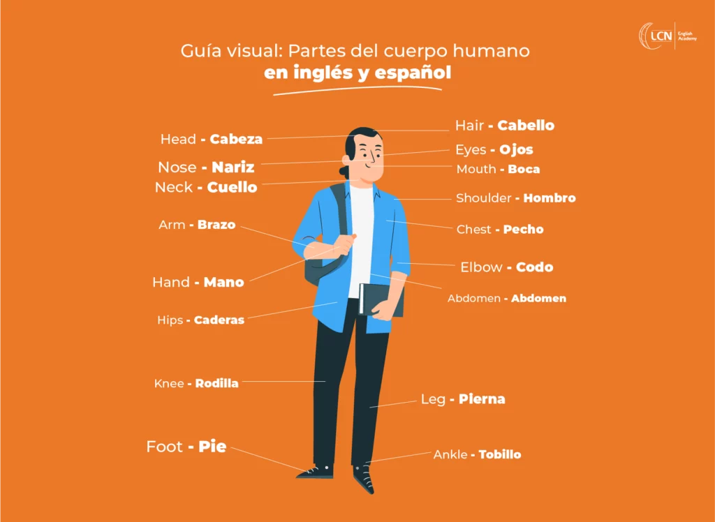 : Dibujo de las partes del cuerpo humano en inglés y en español