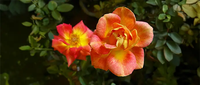 Flores en inglés de color rosado y amarillo rodeadas de naturaleza y vegetación de color verde oscuro